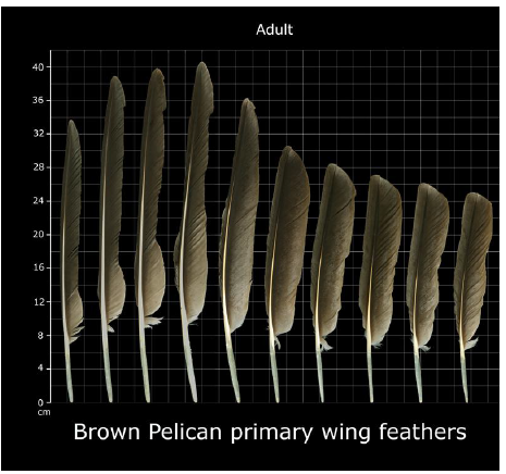 Figure 6. Morphology of the primary feathers of a Brown Pelican in order from the leading edge (left) to the trailing edge (right) of the right wing.