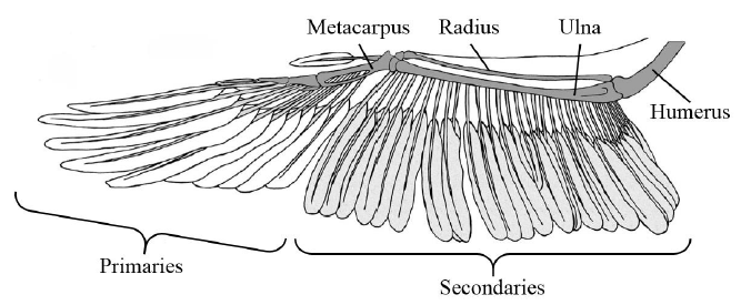 Figure 7. Overview of the Brown Pelican wing structure presented by Simons et al. Labels have been added for clarity.