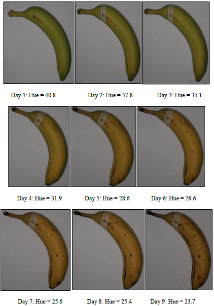 Figure 16: Example hue change over life-time of banana 20.